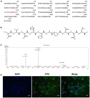 The Novel Peptide AEDPPE Alleviates Trophoblast Cell Dysfunction Associated With Preeclampsia by Regulating the NF-κB Signaling Pathway